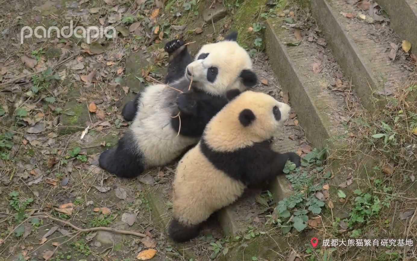 [图]《遇见你的熊猫》第三季 第25集 和花同学，永远的战五渣