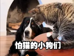 Download Video: 那些十分害怕猫老大的狗狗