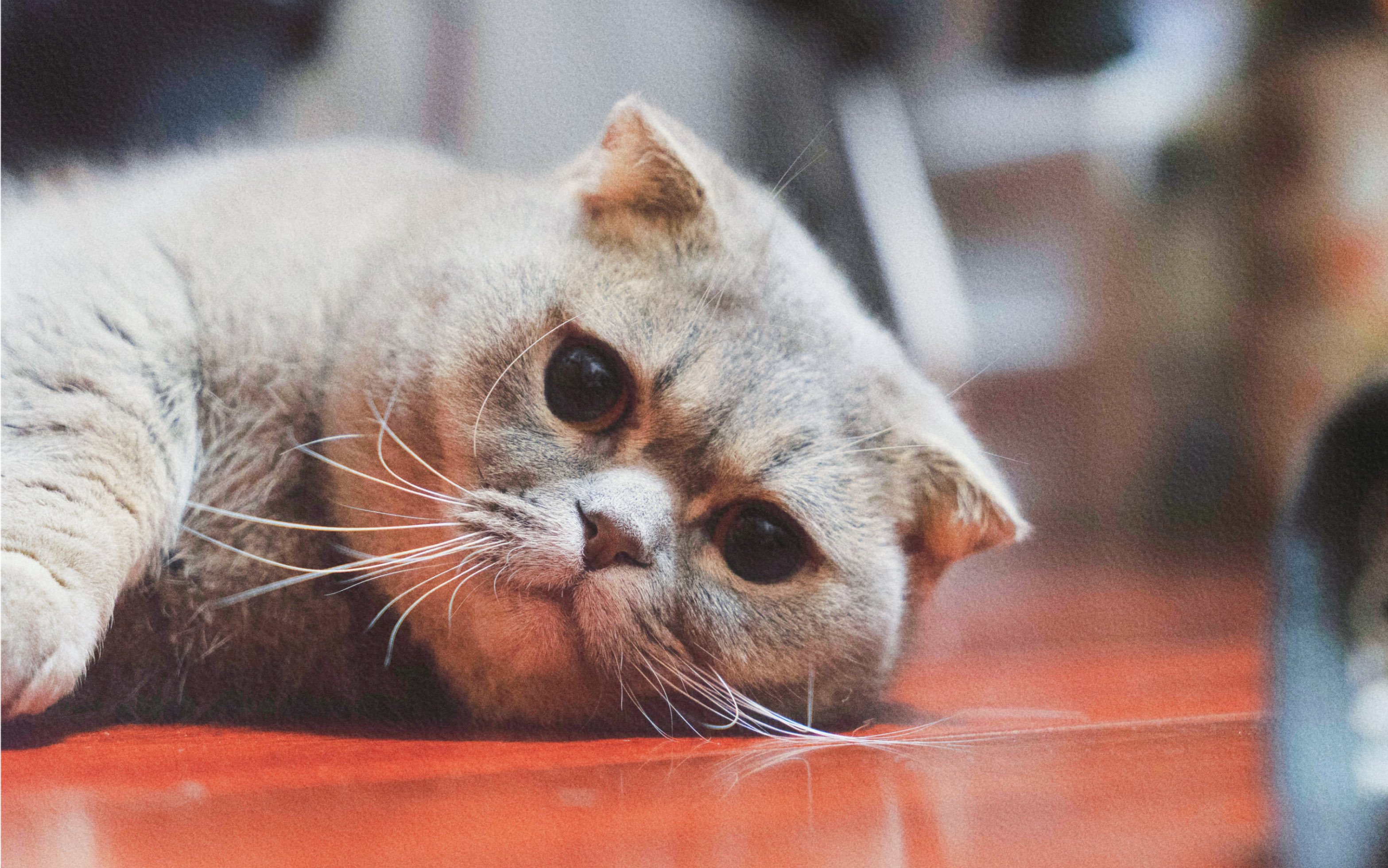 戳进来看憨憨小猫