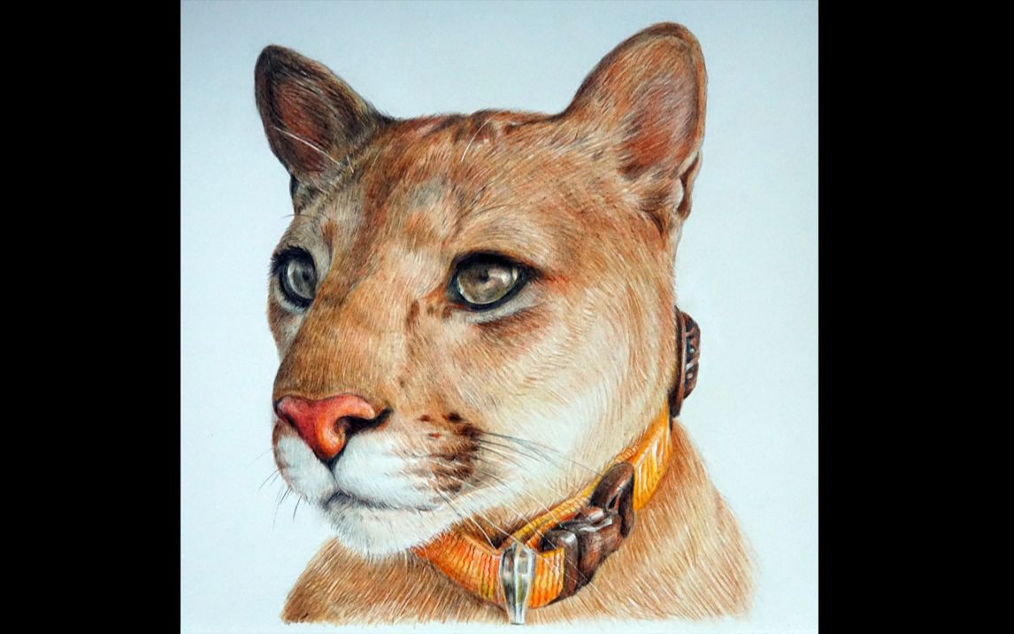 彩铅美洲狮梅西