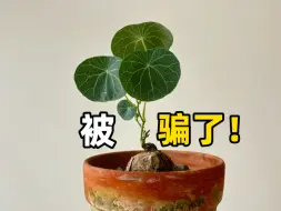 Video herunterladen: 买植物被骗了