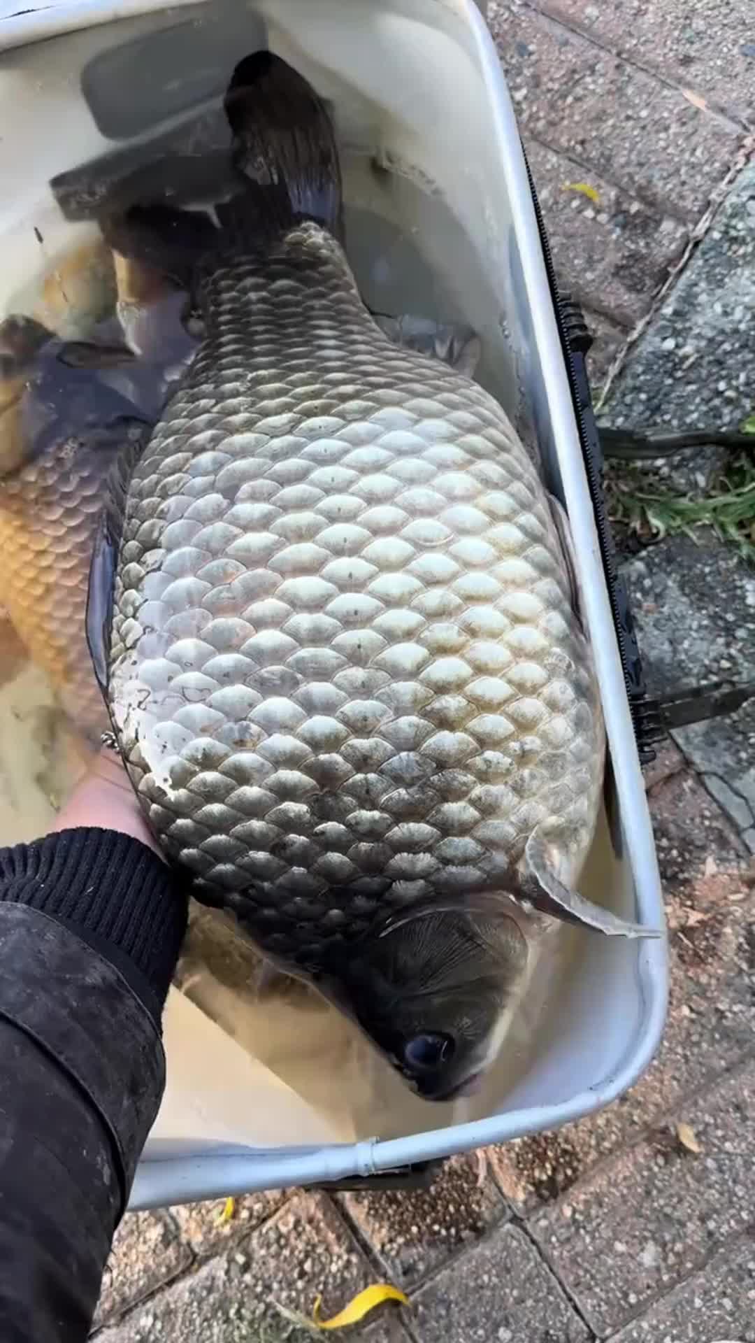 分享全国10种稀有淡水鱼,有没有你家乡的?