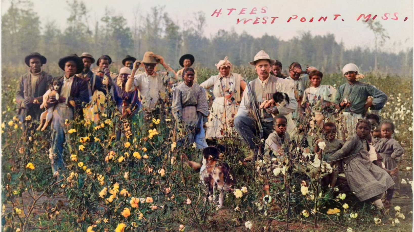 1860美国南方棉花田里面的黑奴