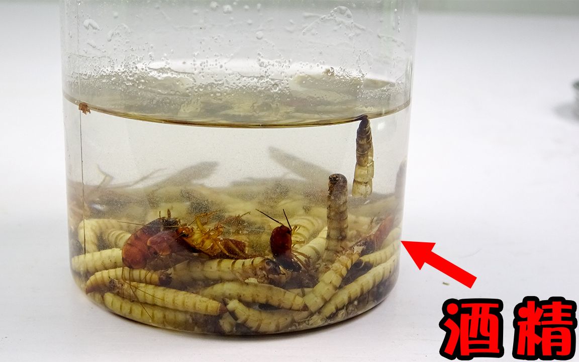 蟑螂泡酒,法力无边!把大麦虫跟蟑螂一起丢到酒精里