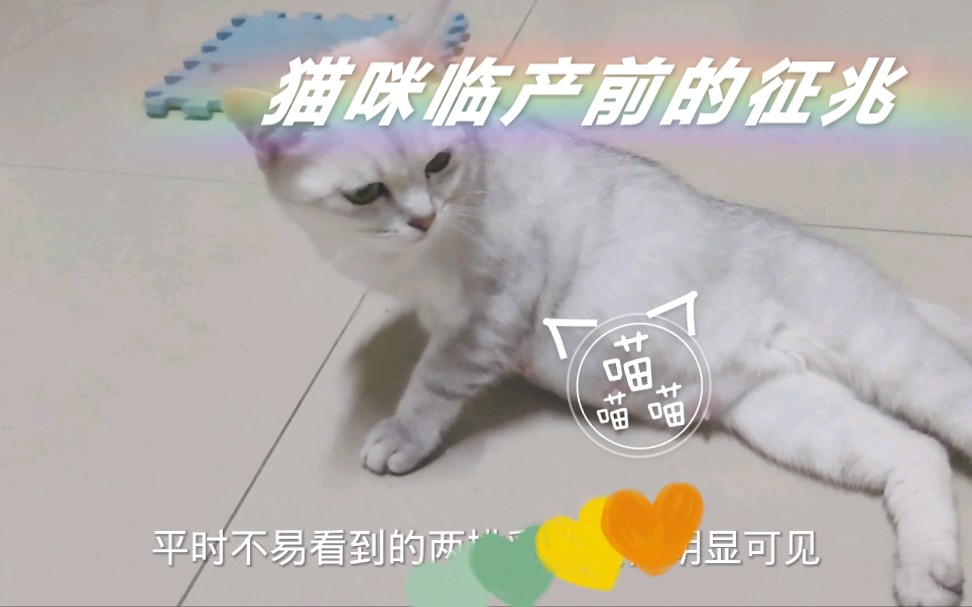 猫咪临产前的征兆哔哩哔哩bilibili