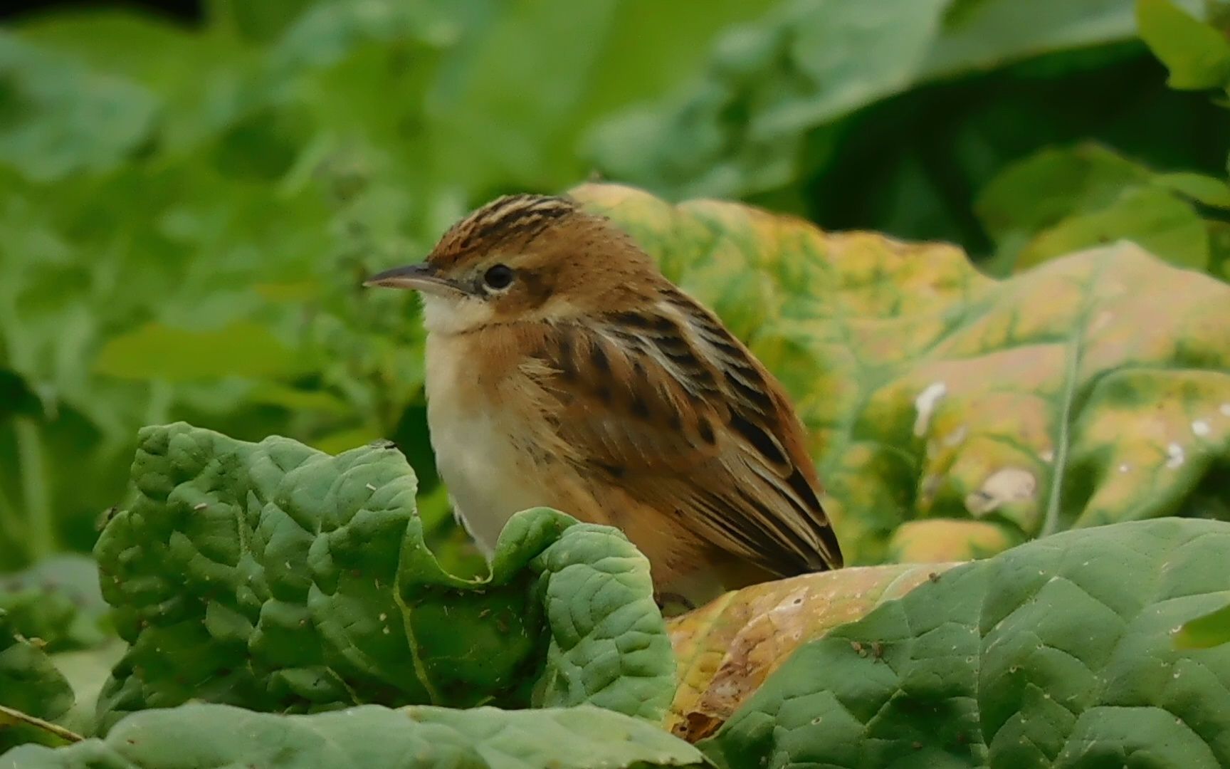 菜田里的棕扇尾莺