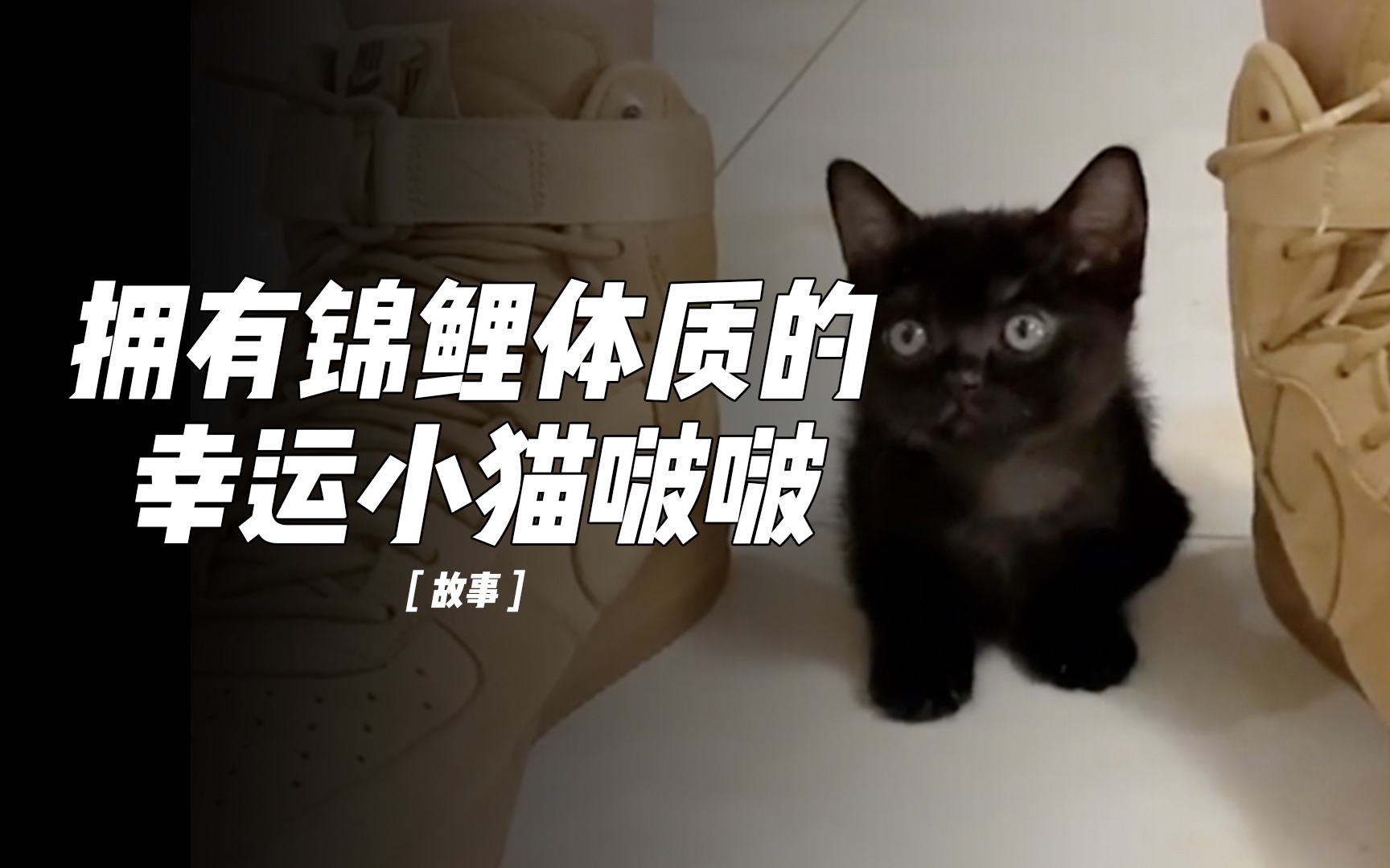 一只黑糖啵啵小猫图片