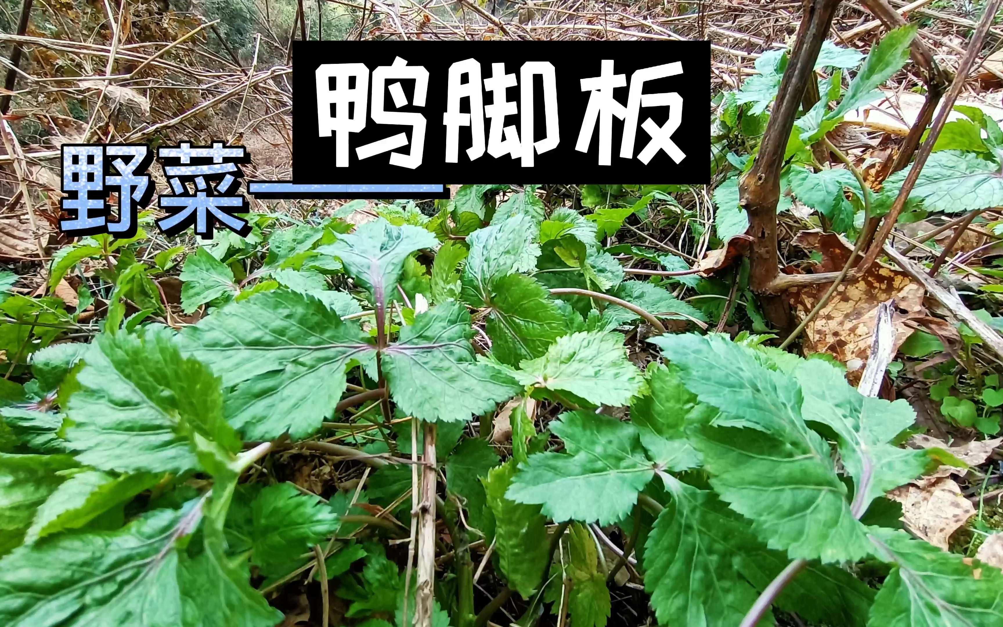 这种野菜比肉还香,一吃上就停不下,湖南农村大冬天没菜吃就靠它