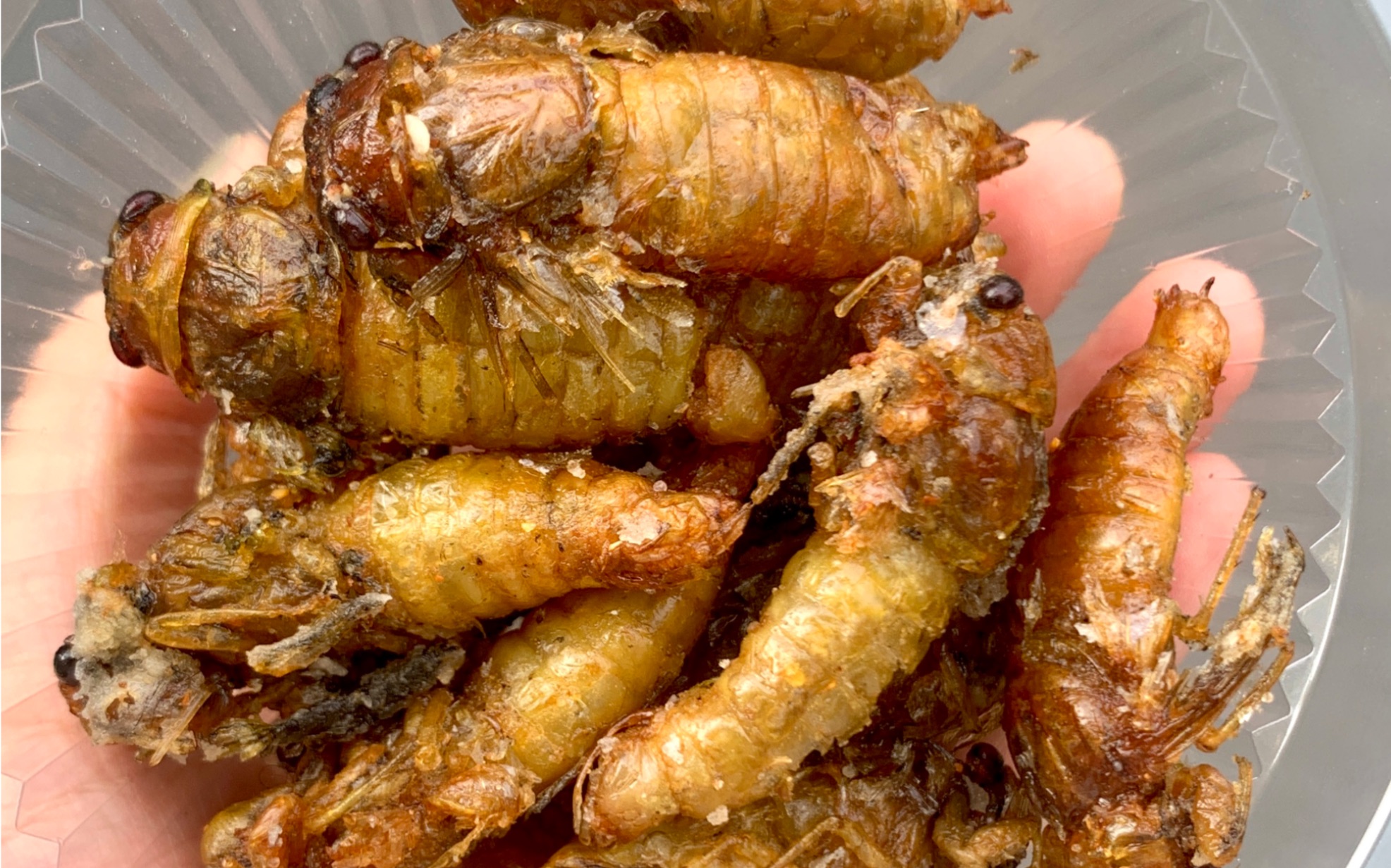 1元1个!南方人第一次吃油炸知了,真的太太太太好吃了