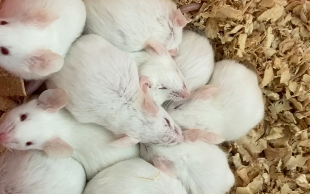 实验室新生命小白鼠