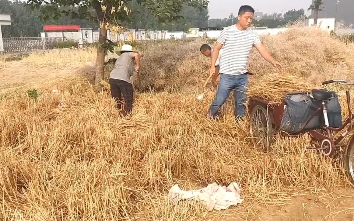 [图]锄禾日当午，汗滴禾下土！34度高温手割小麦，粮食来之不易！