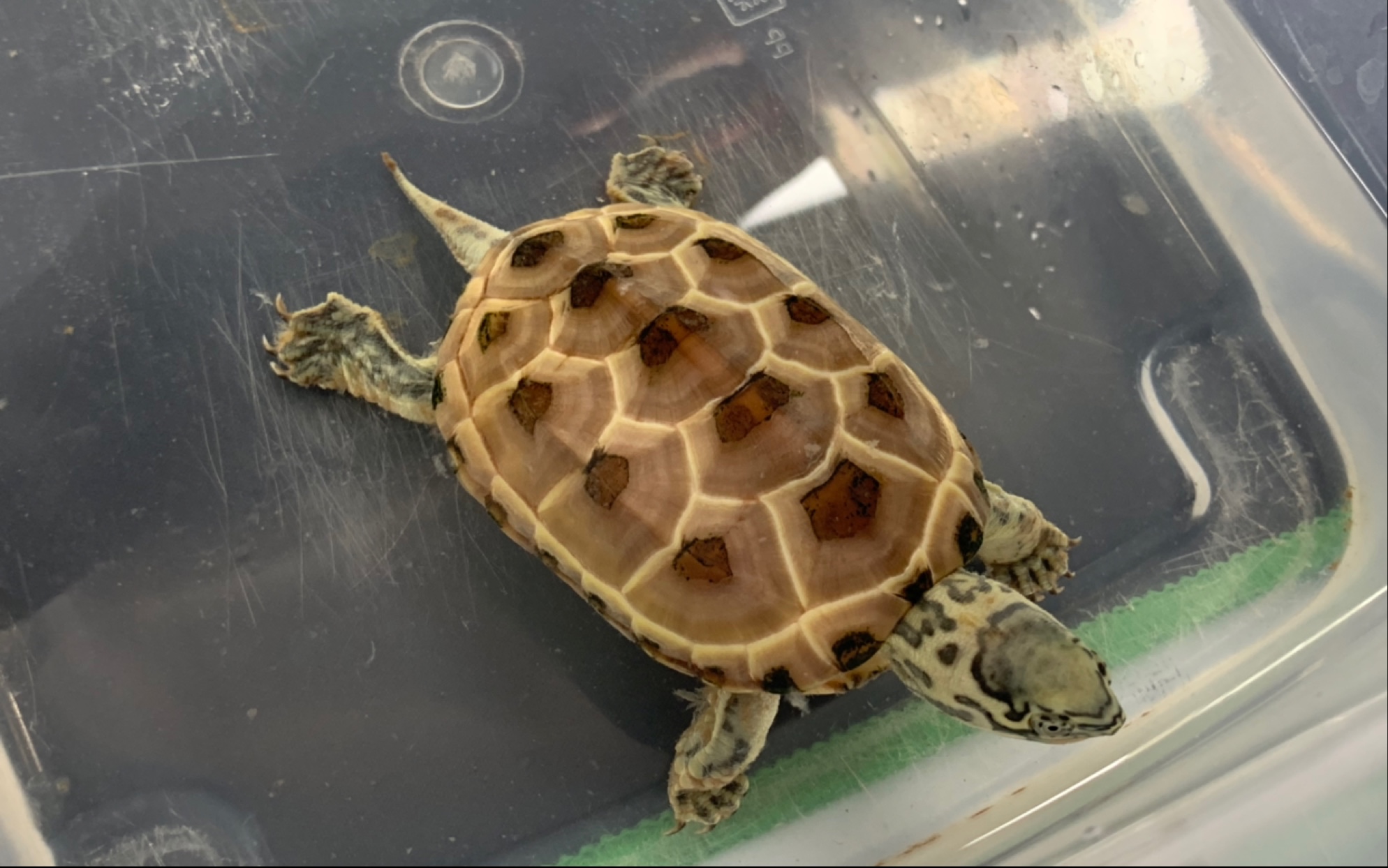 去年买的虎纹草已经可以辨公母了期待长大