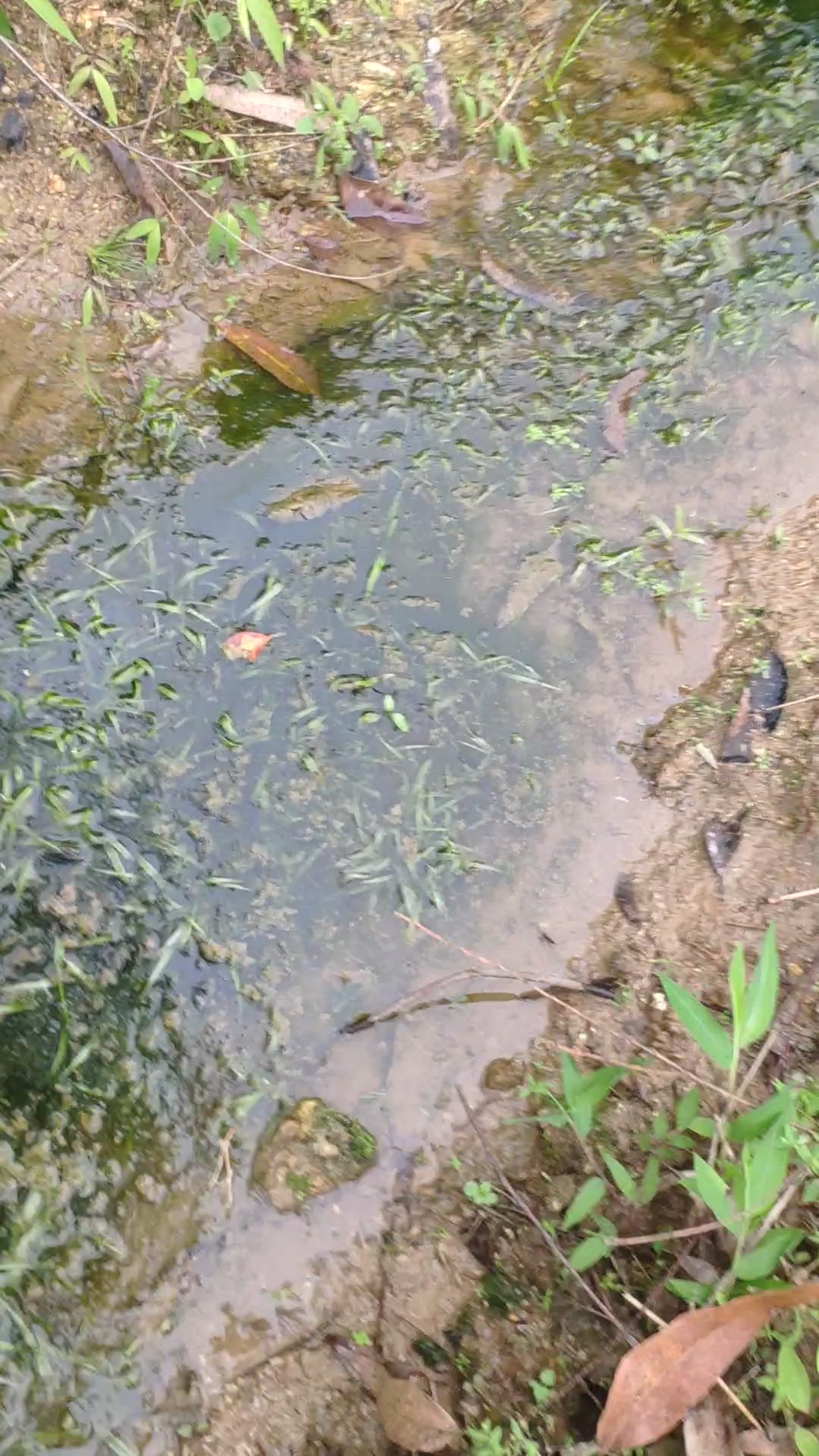 自家田地里的水兰,要多少有多少,淘宝2块1棵呢哔哩哔哩bilibili