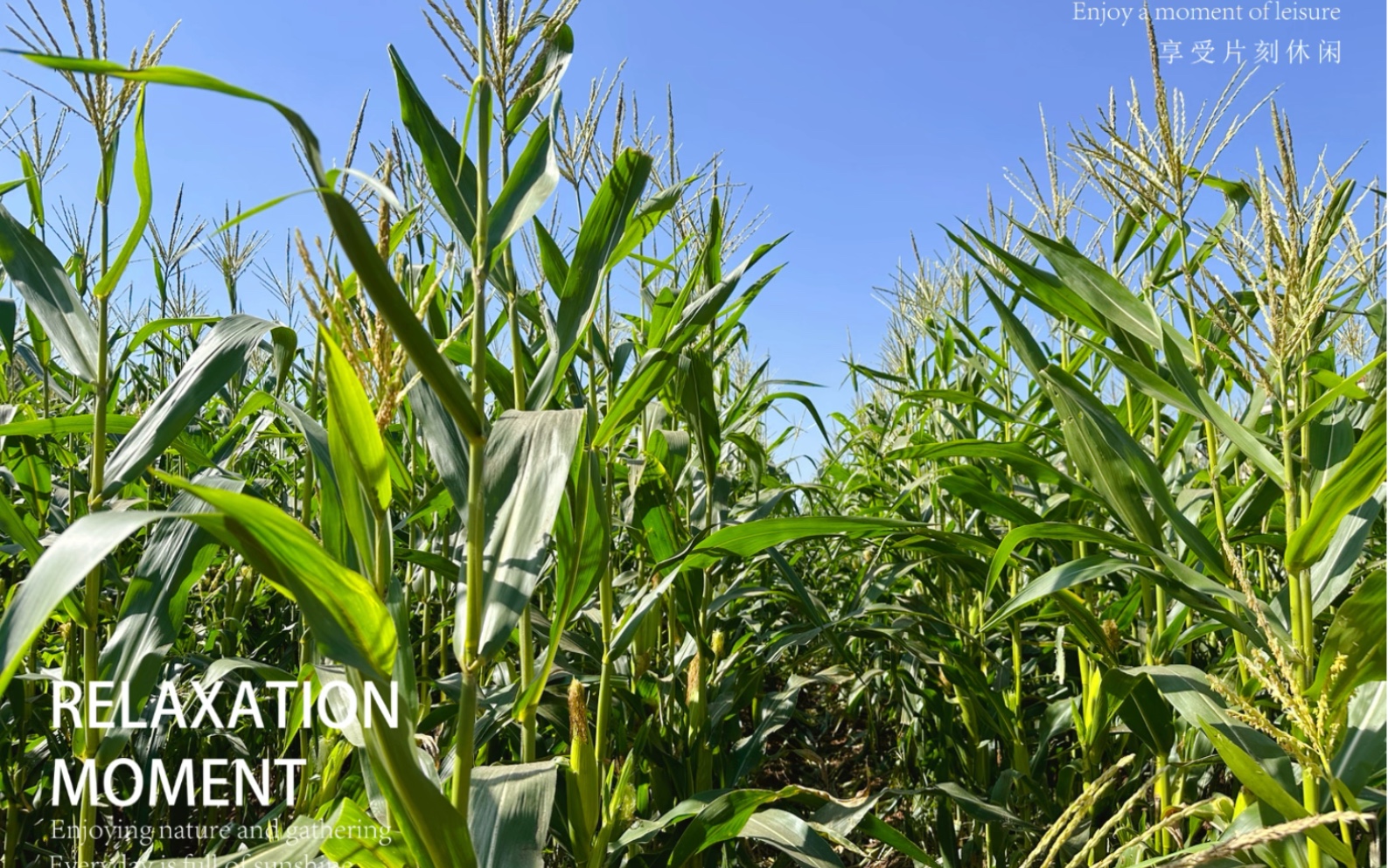 【 大片玉米地 】阳光明媚