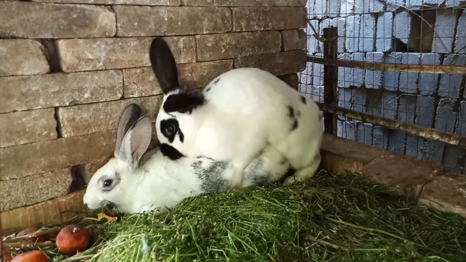 兔兔配种,二号公兔威武霸气帅,看到小母竟然连续来了两次!