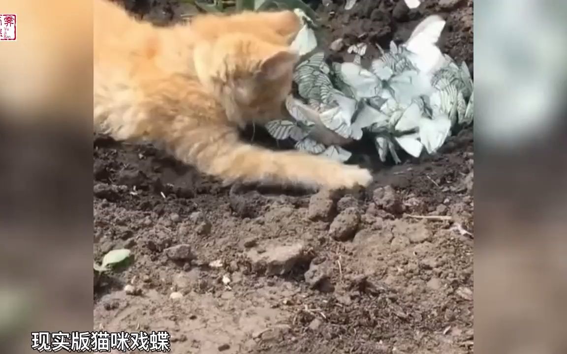 [图]搞笑-现实版猫咪戏蝶，场面十分治愈，网友：猫咪晓梦迷蝴蝶！