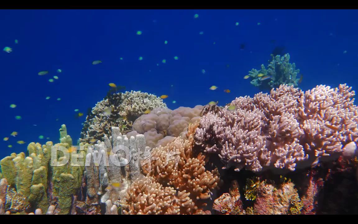 珊瑚海草水草少兒表演節目大夢想家歡樂舞臺演出歌曲配樂led背景視