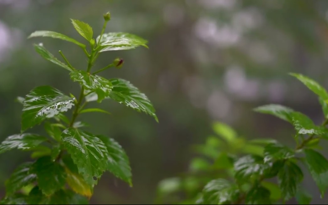 [图]落在叶子上的雨和睡觉-舒适的软雨声的睡眠问题,失眠_8小时