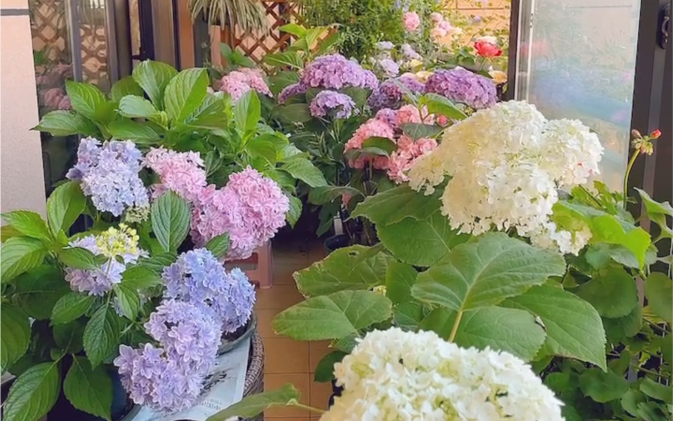 [图]养过的八种阳台花卉植物，总有一款是你喜欢的！