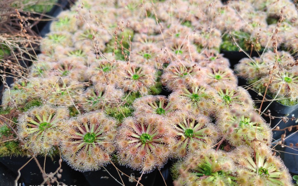 食虫植物——迷你茅膏菜冬季繁殖哔哩哔哩bilibili