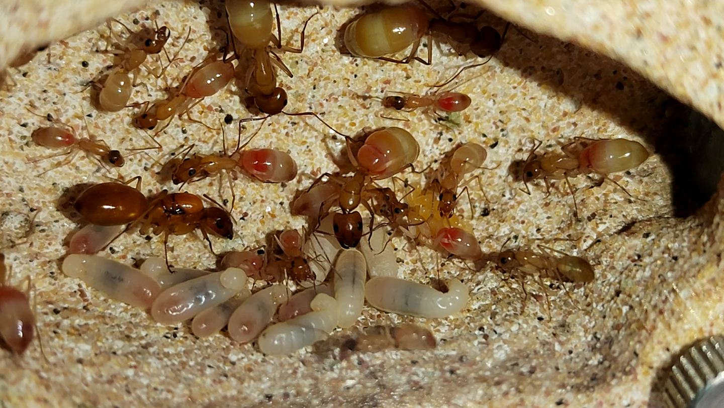 【全黄弓背蚁89天】