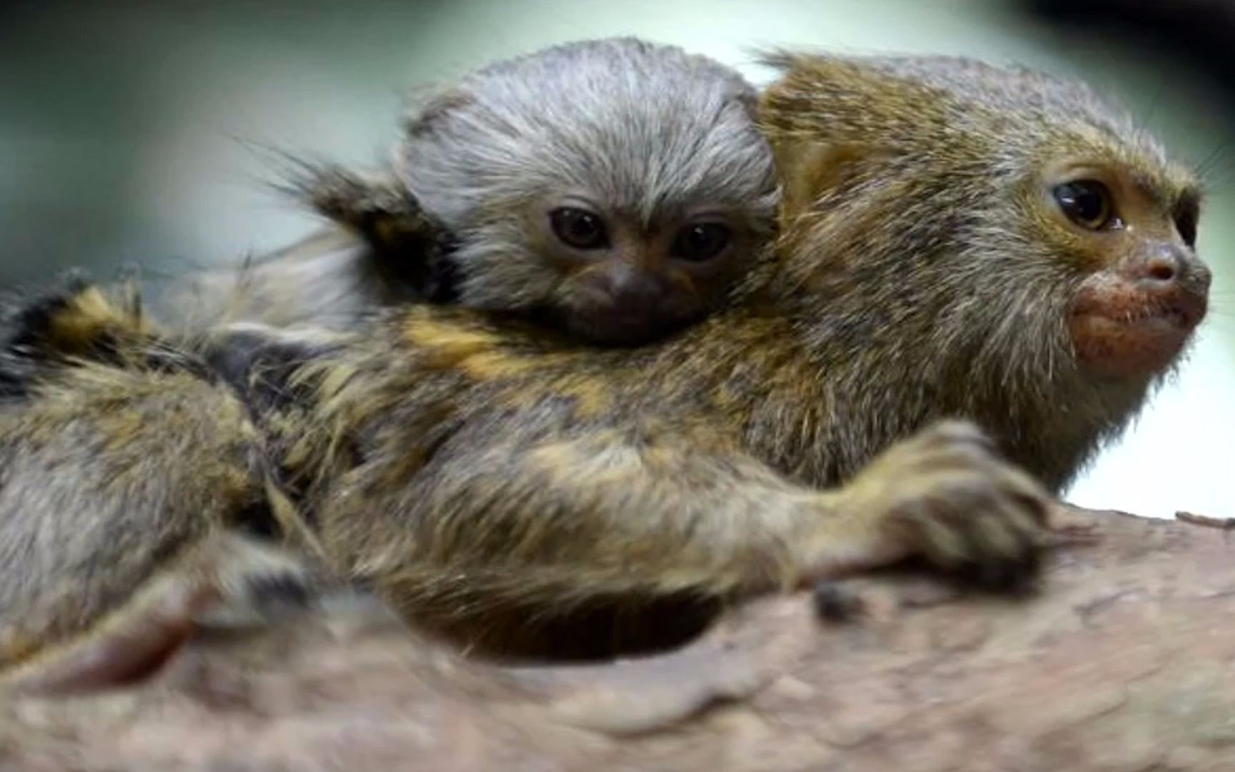 体长5厘米世界最小猴子侏儒狨亮相