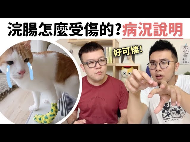 【浣肠怎么受伤的?病况说明】志铭与狸猫哔哩哔哩bilibili