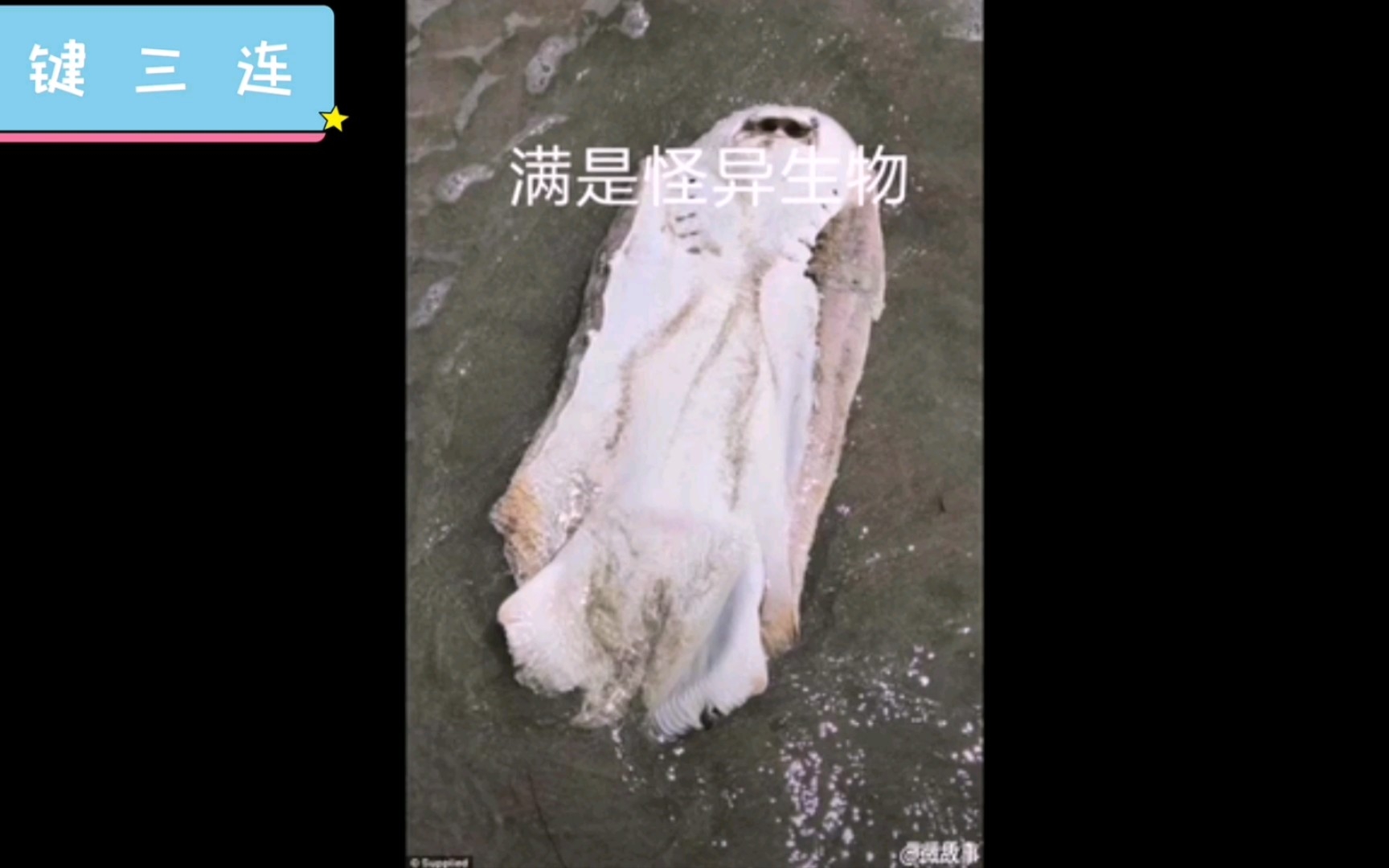 日本排放核污水的海洋生物变异哔哩哔哩bilibili