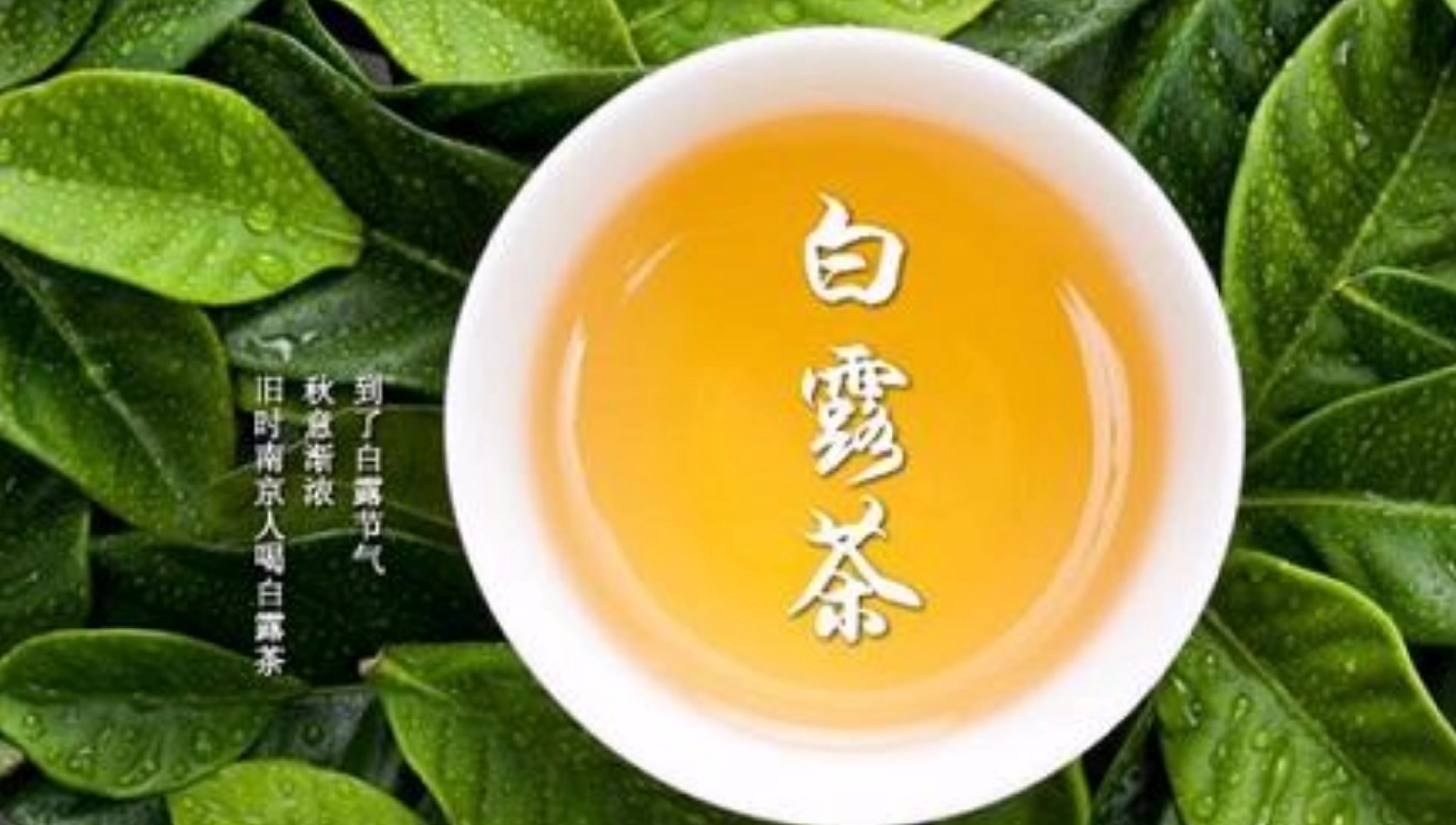 活动  24节气之白露:龙眼吃了吗?白露茶喝了吗?