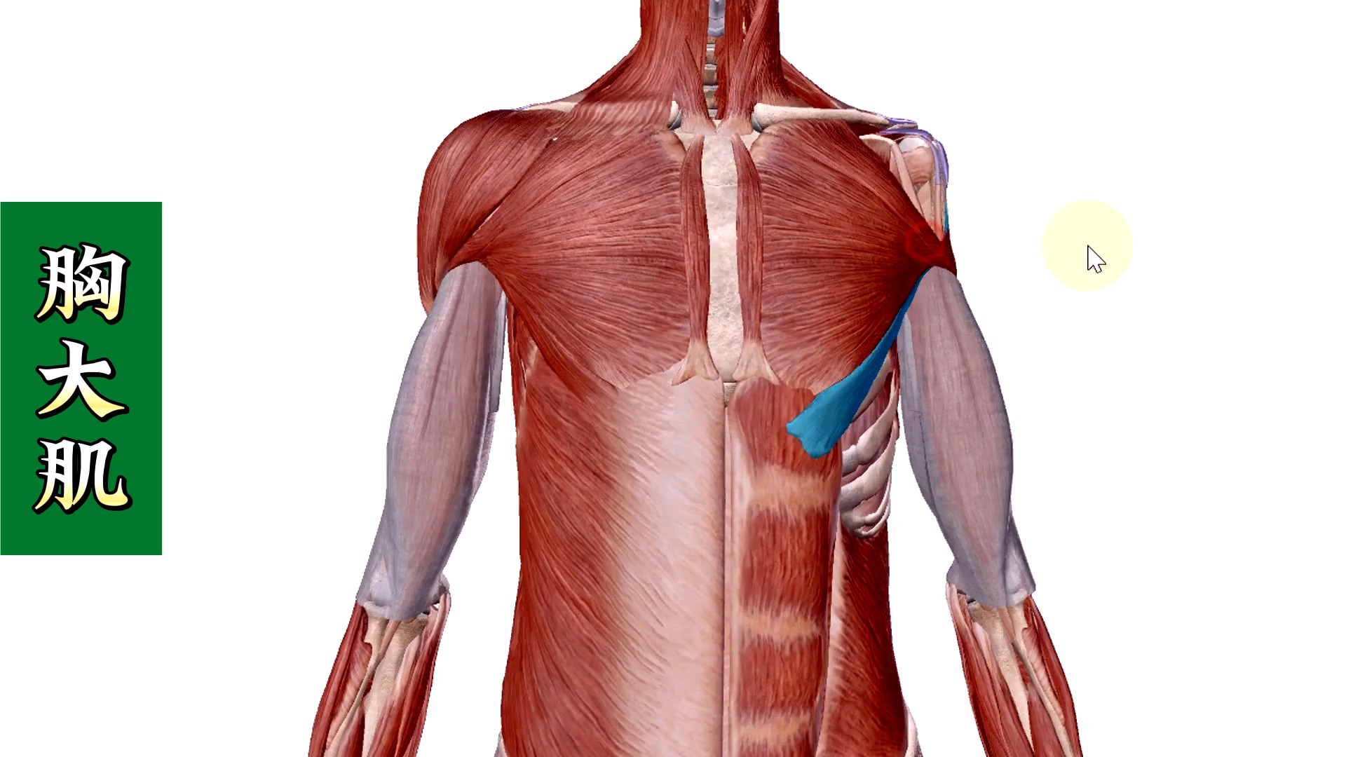 胸大肌 3d解剖