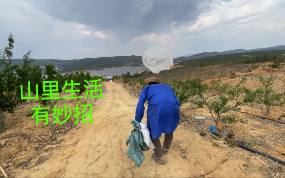 买100斤玉米面喂土鸡,下雨天去山里找草喂羊,流浪哥生活有妙招哔哩哔哩bilibili