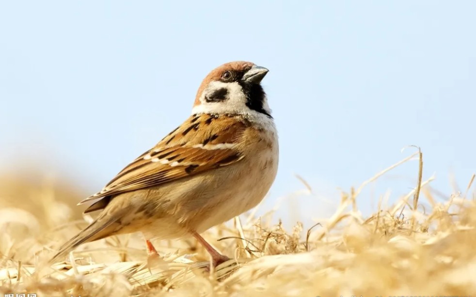 来看看可可爱爱的家贼吧!