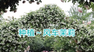 粉色风车茉莉 开花漂亮香味足 关键是好养 不需要太多技巧 哔哩哔哩 つロ干杯 Bilibili