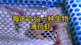 Download Video: 每天介绍一种生物-薄荷虾