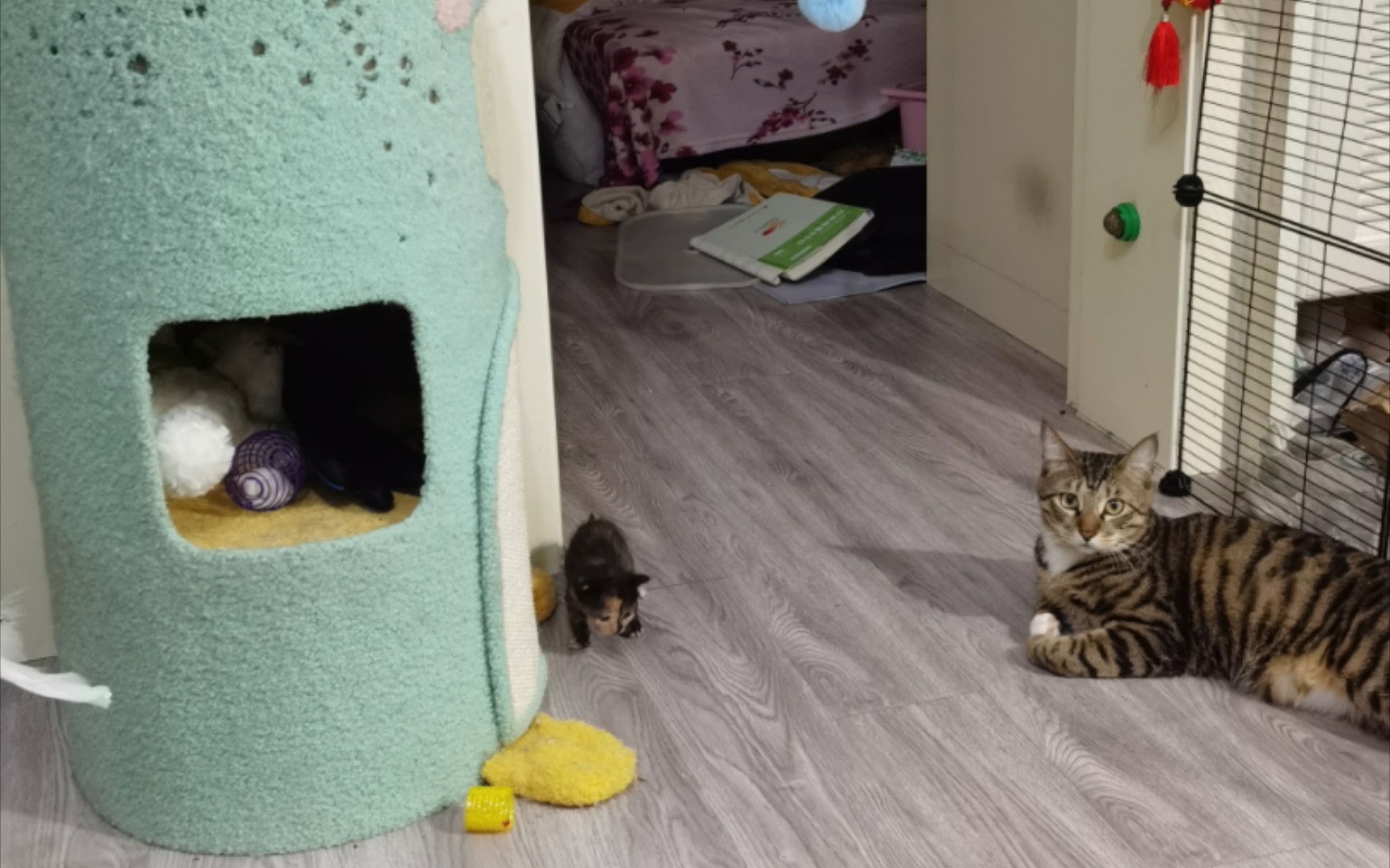 【猫】阳光开朗大男孩之猫猫版