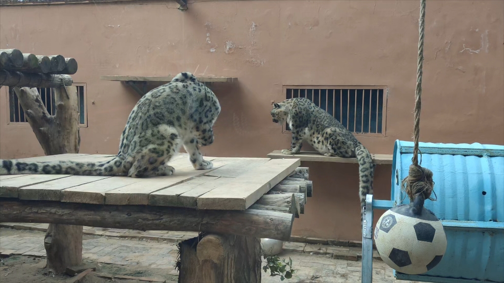 西宁野生动物园雪豹,凌蛰和傲霜,看到了豹豹,没看到四秒.