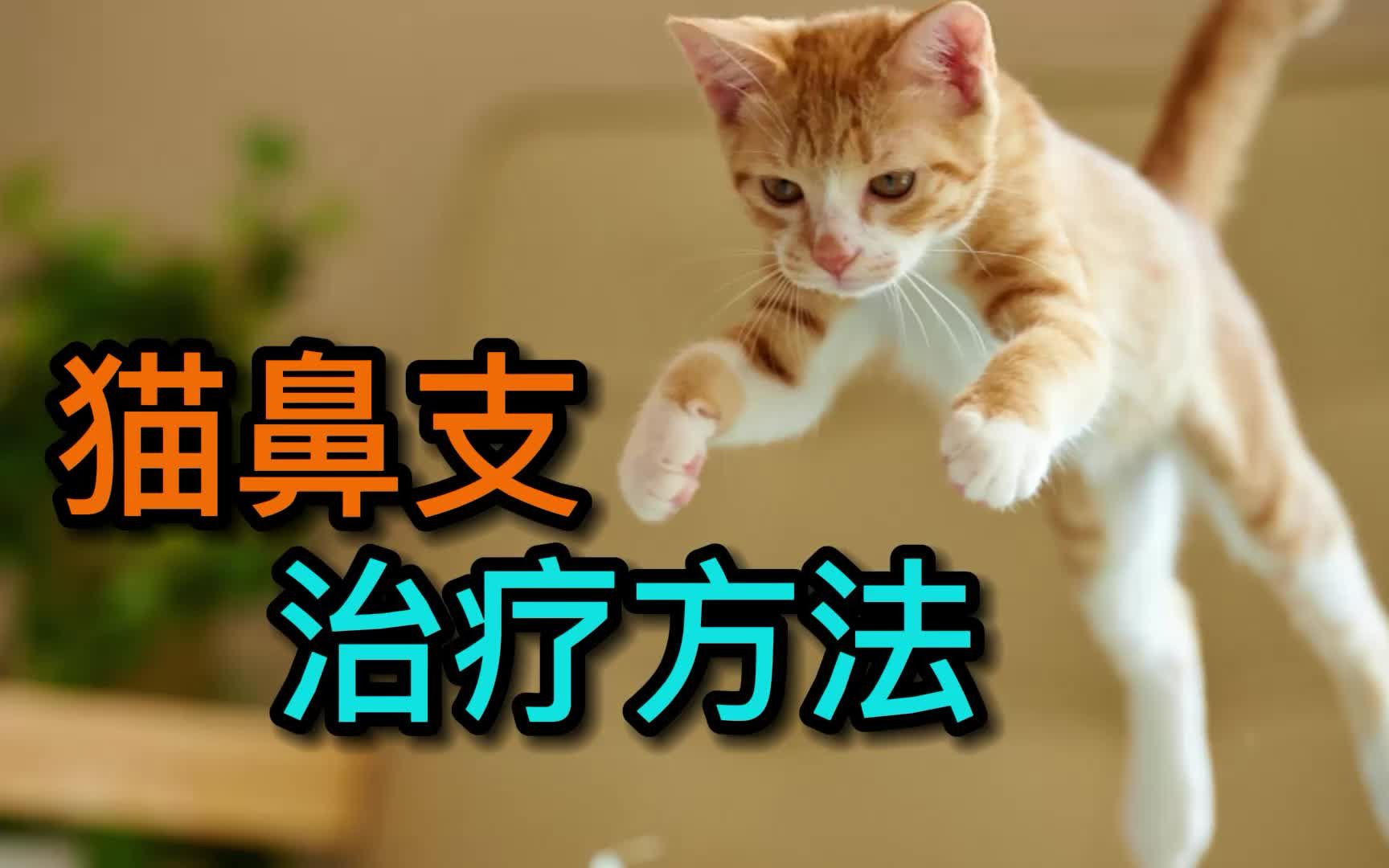 猫鼻支治疗方法哔哩哔哩bilibili