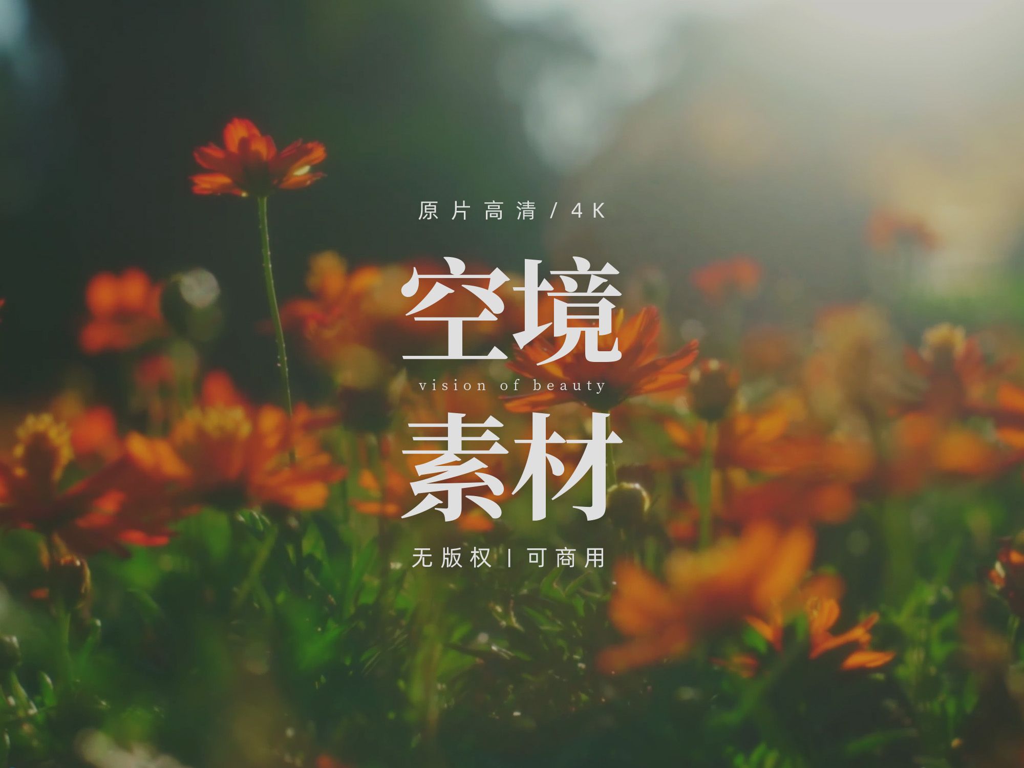 [图]【无版权空镜】Spring flower