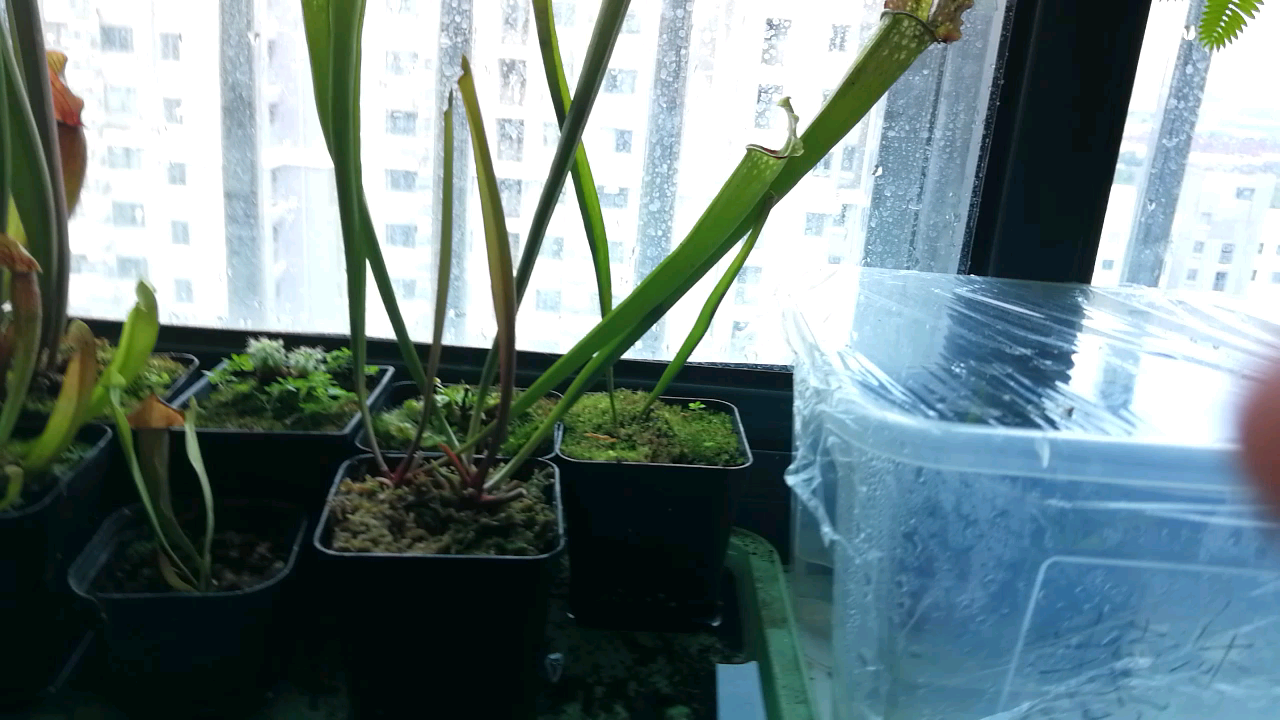 海角瓶子草和朱迪思瓶子草介绍