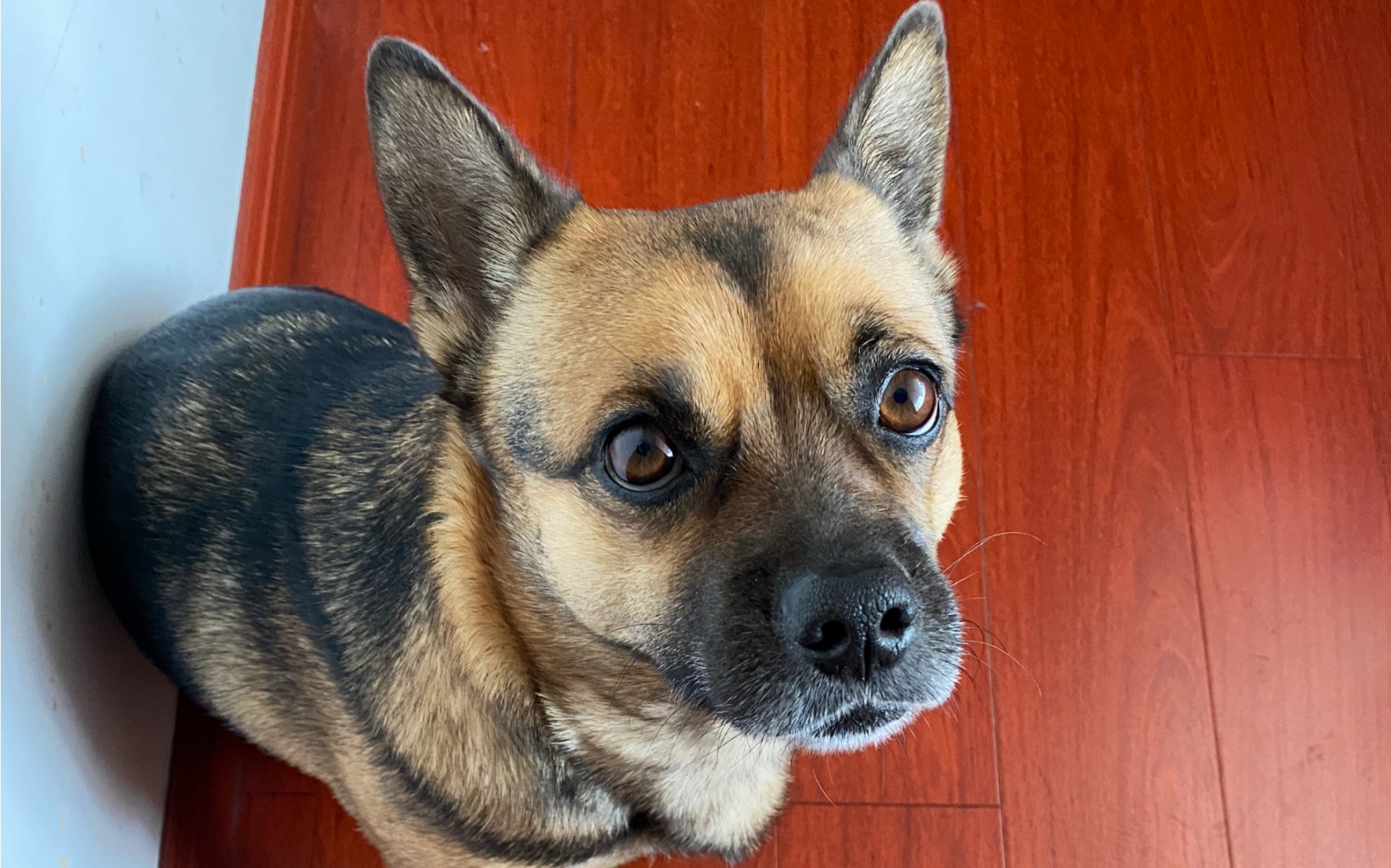 当中华田园犬的飞机耳遇到气流