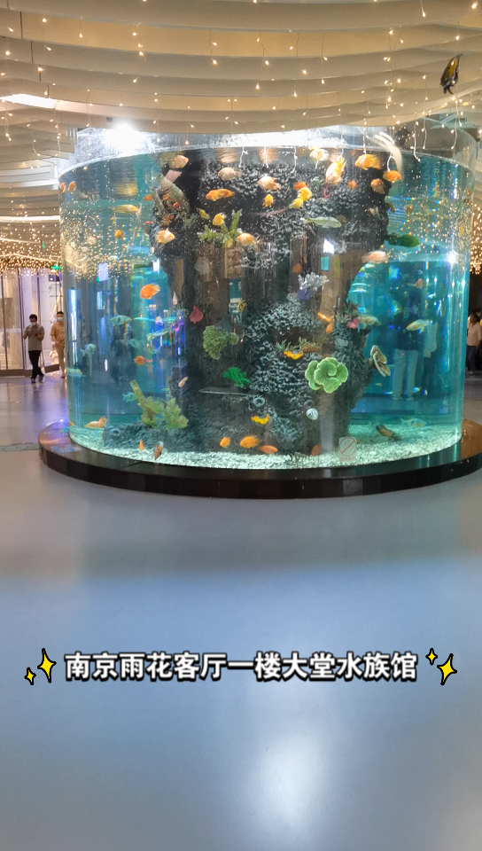 南京雨花客厅小小水族馆看鱼95