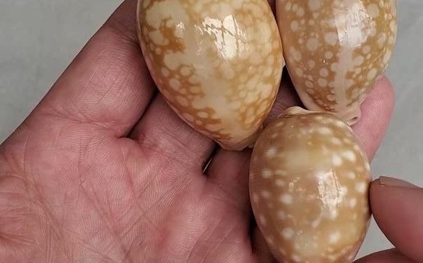 白星云斑两种很容易分开的宝螺