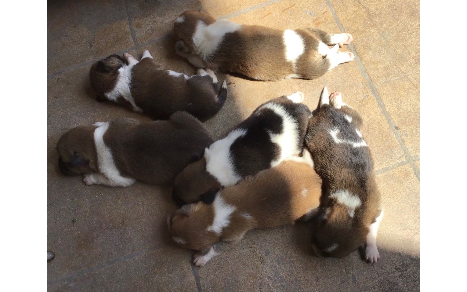 狗妈妈与宝宝:爱与成长的温馨瞬间!