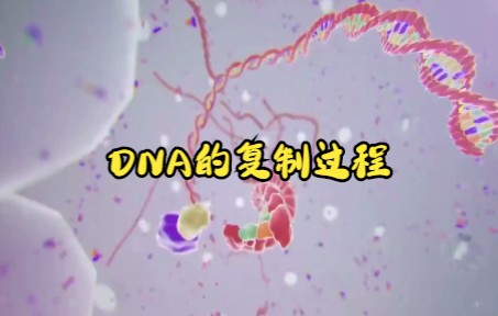 [图]【生物动画】DNA分子复制的过程