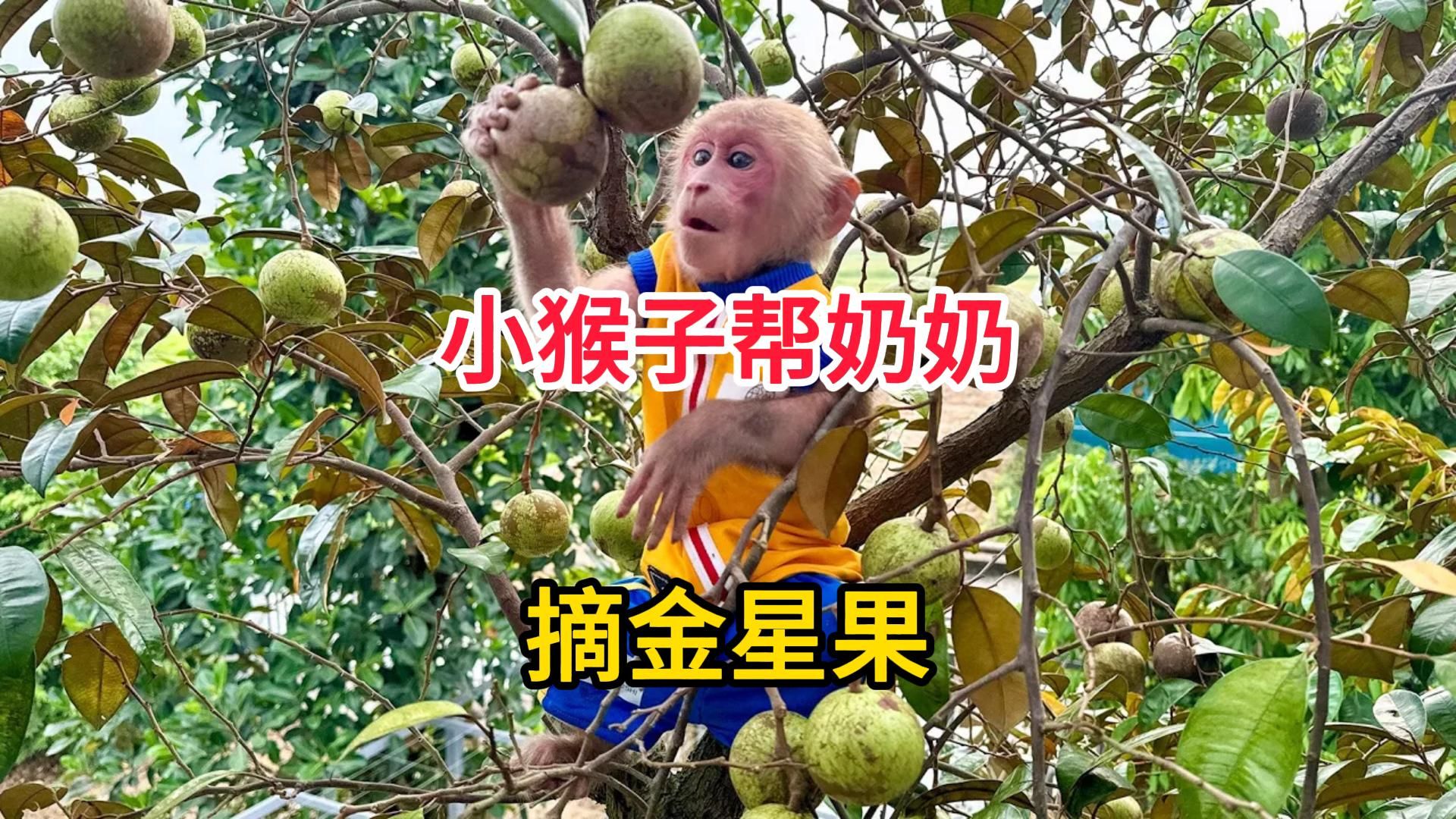 小猴子帮奶奶摘了很多金星果