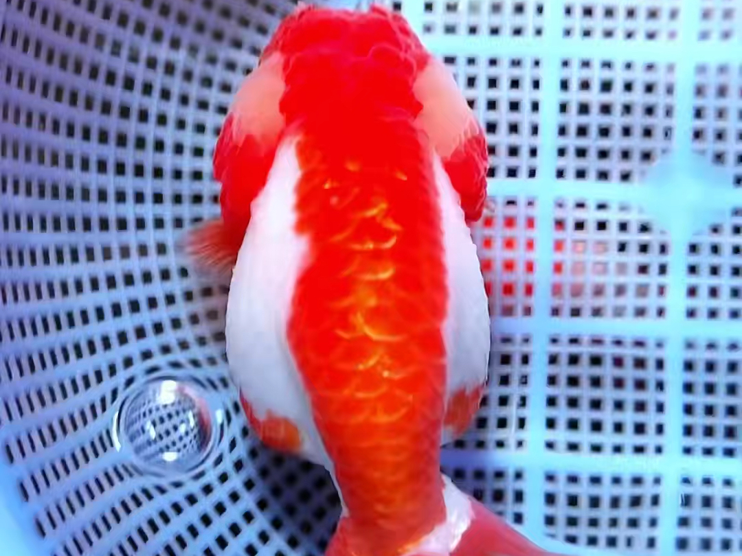 潘氏金鱼:耳机通背红