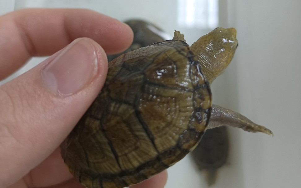 瓦哈卡蛋龟及白唇蛋龟吃面包虫