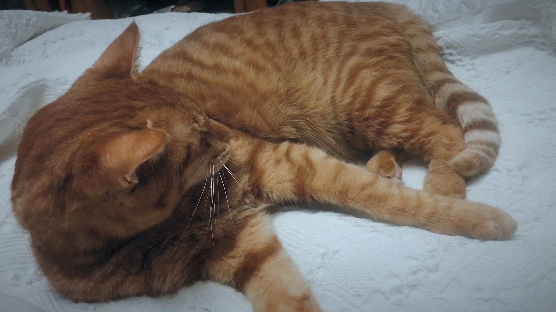 任人摆布的大猫咪,最爱摸小手手