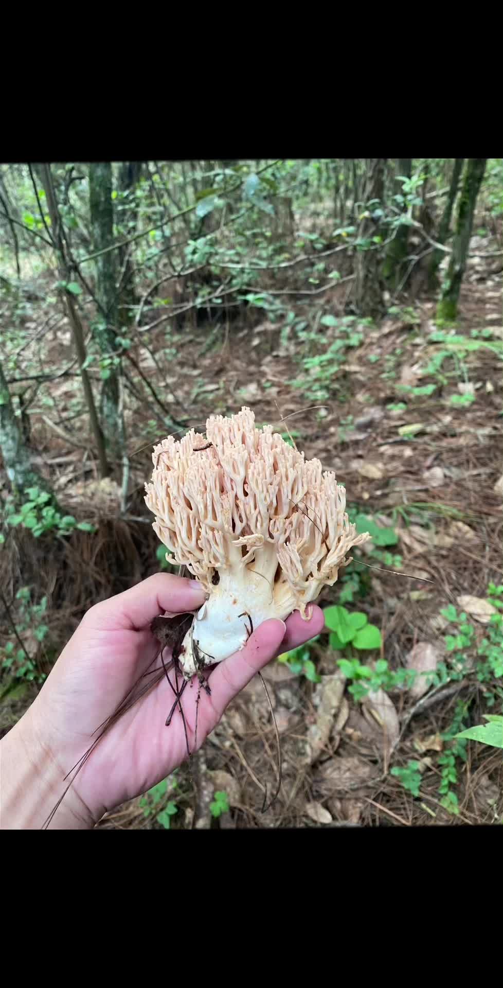 珊瑚菌种植技术图片