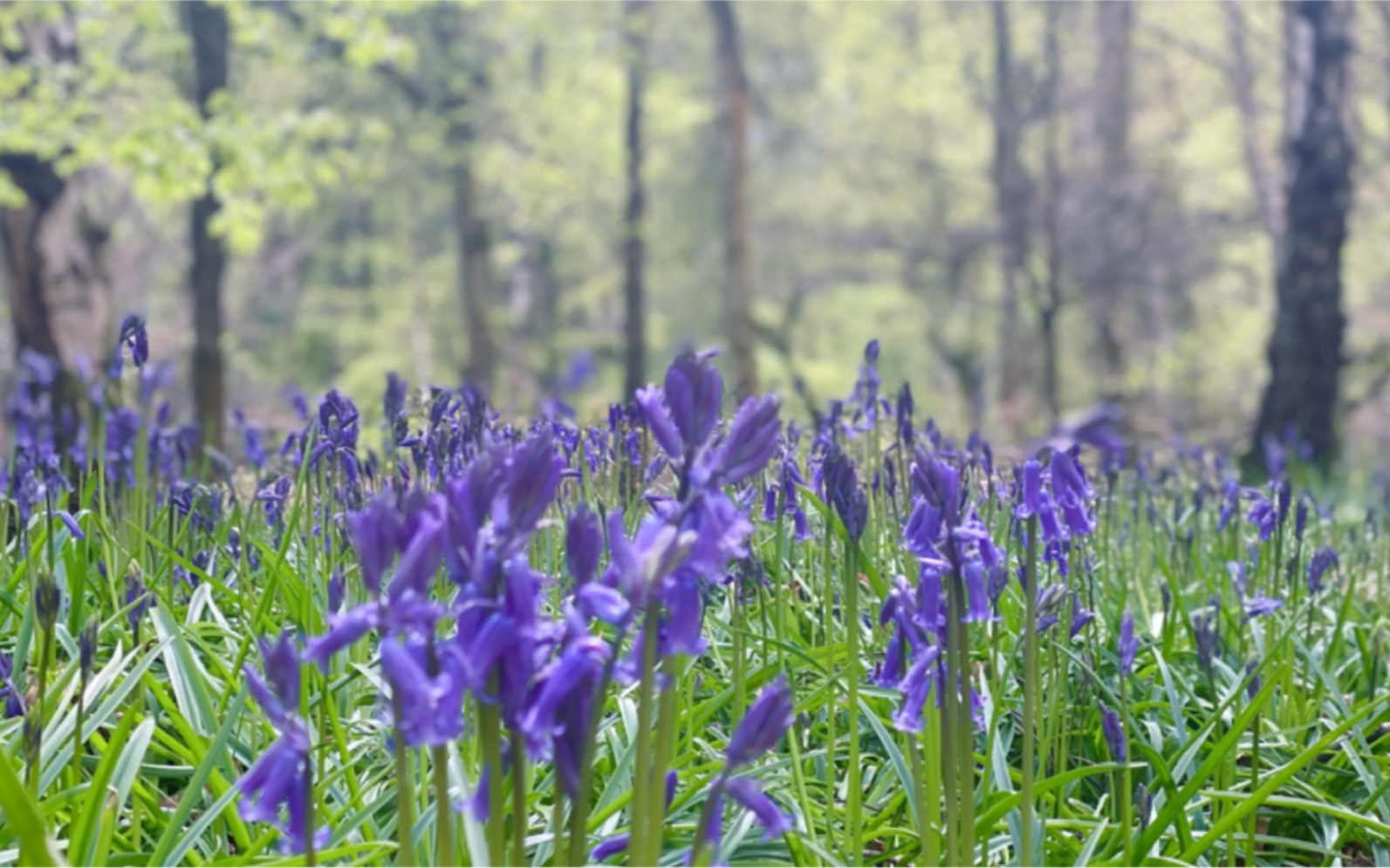 英国最有诗意的季节五月蓝铃花开